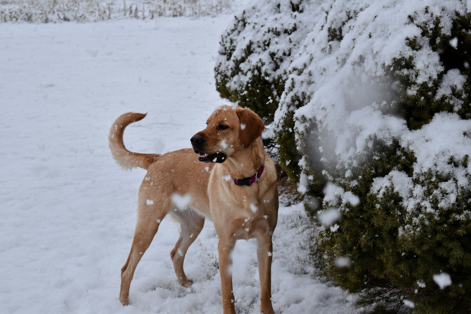 Image showcasing Does Cold Weather Affect Your Dog’s Joints? - Canine Life Co.