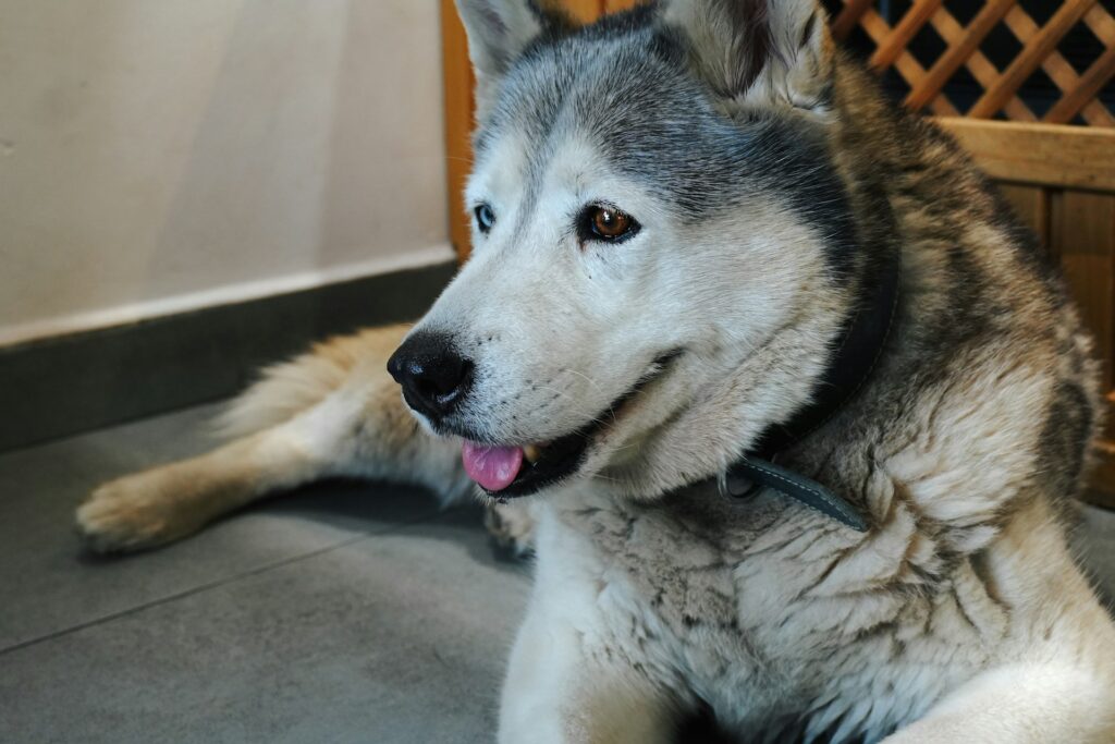 Ringworm in dogs