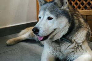 Ringworm in dogs