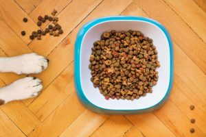 The Benefits of Fibre for Dogs Why It Matters More Than You Think