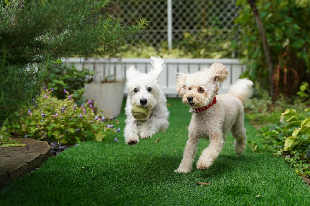 dogs playing in garden