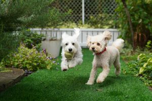 dogs playing in garden