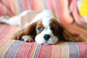 acid reflux in dogs