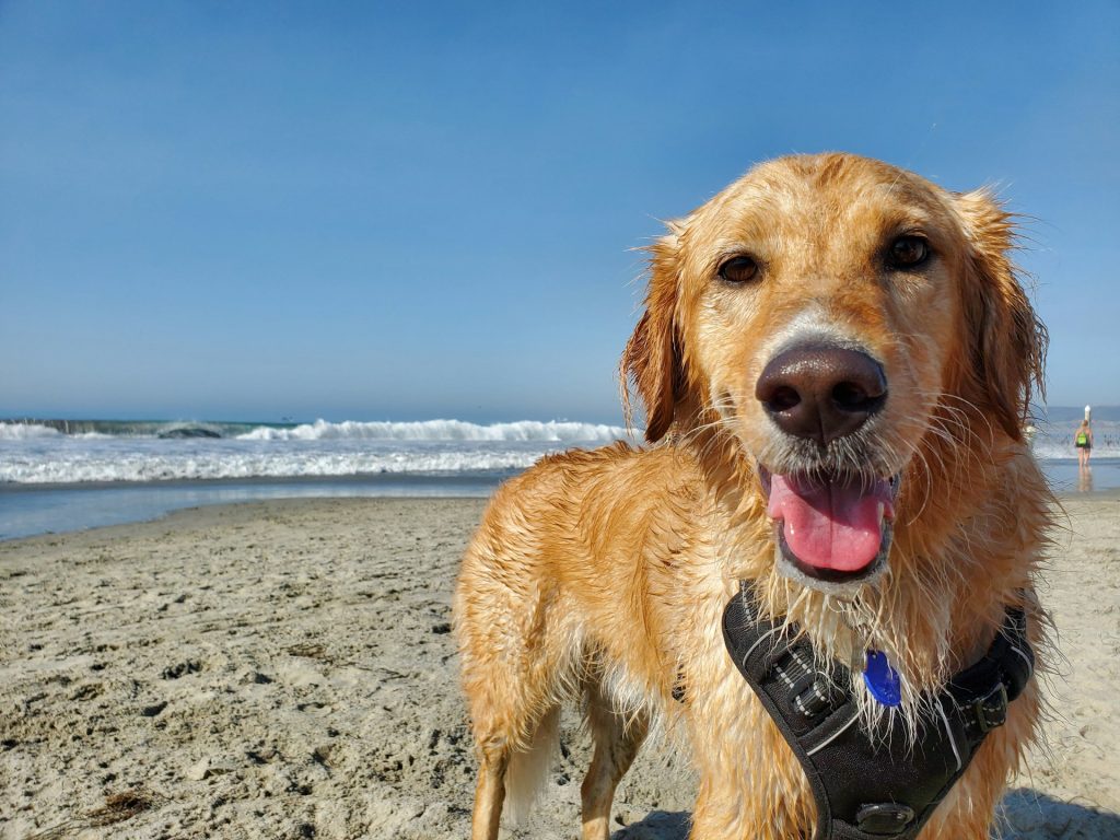 Senior dog on beach