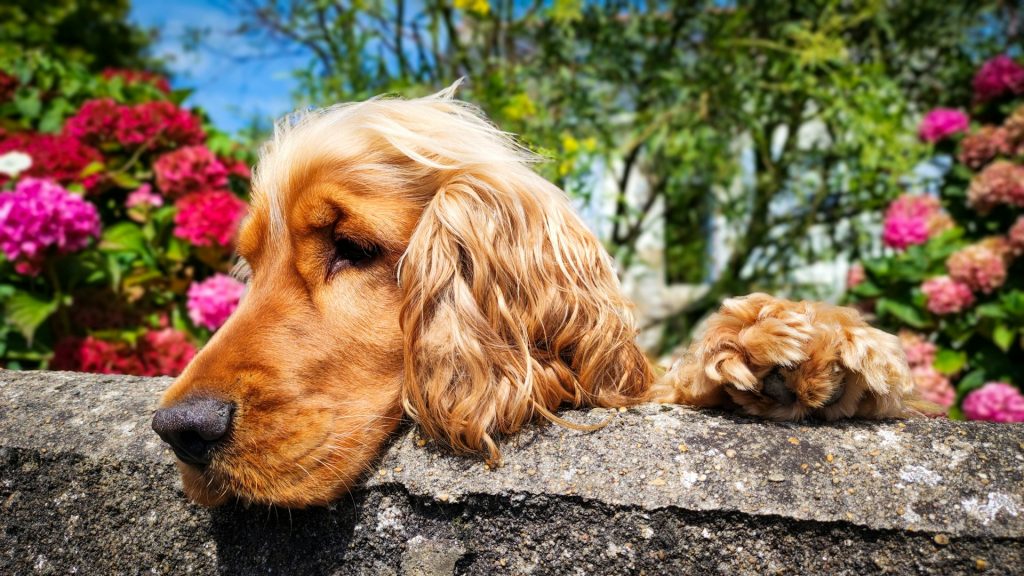 dog in garden
