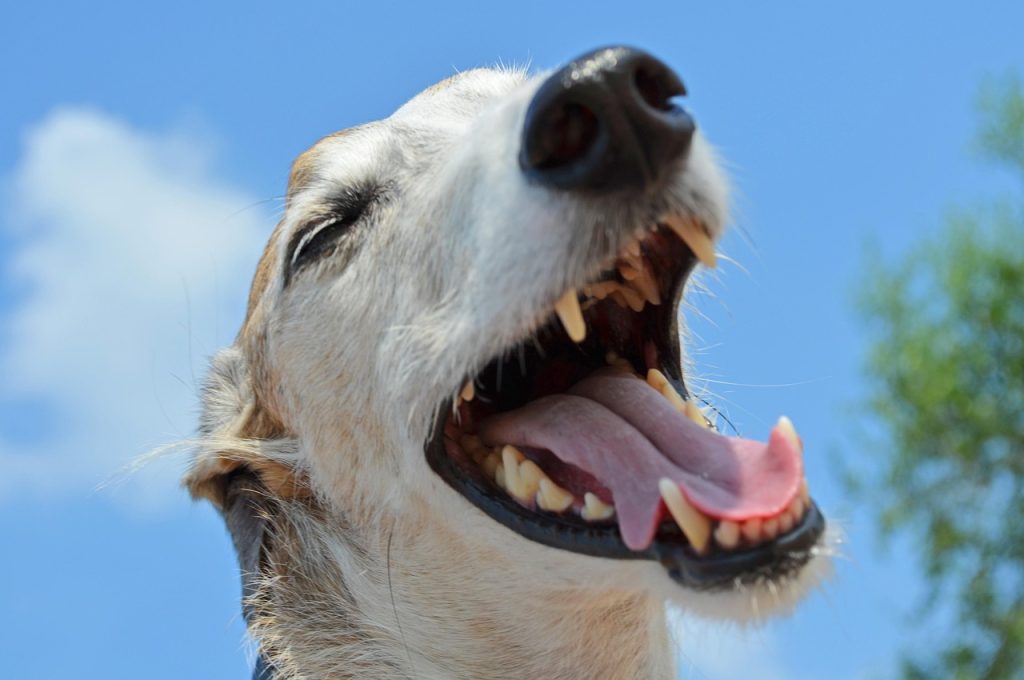 Dog laughing. Pixabay Klaus Hausmann