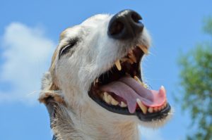 Dog laughing. Pixabay Klaus Hausmann
